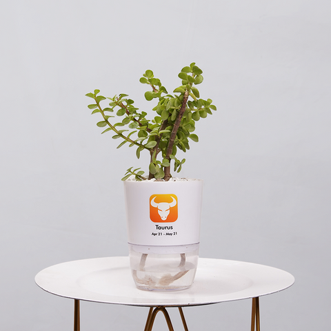 Jade Plant (Crassula ovata)