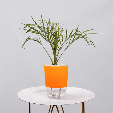 Areca  Golden Cane Palm
