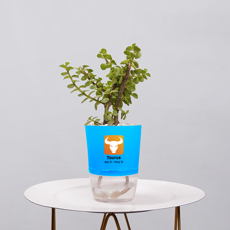 Jade Plant (Crassula ovata)
