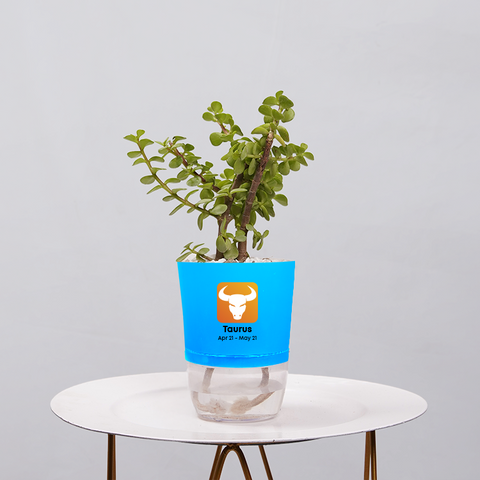 Jade Plant (Crassula ovata)