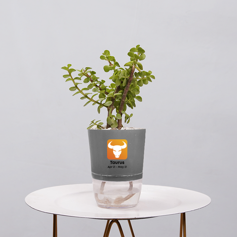 Jade Plant (Crassula ovata)