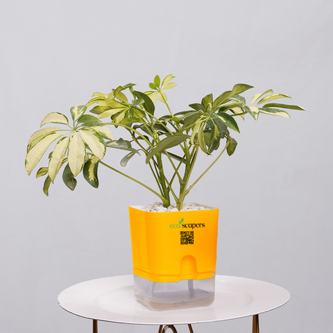 Shefflera (Umbrella Plant)