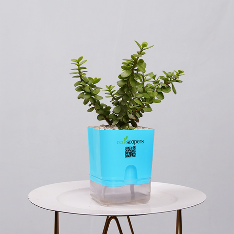 Jade Plant (Crassula ovata)