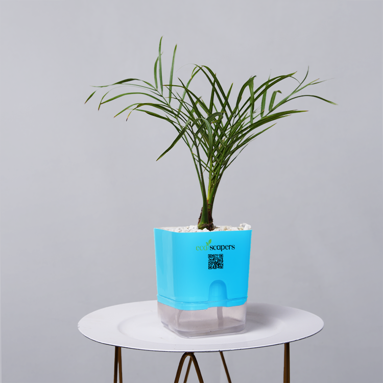 Areca  Golden Cane Palm