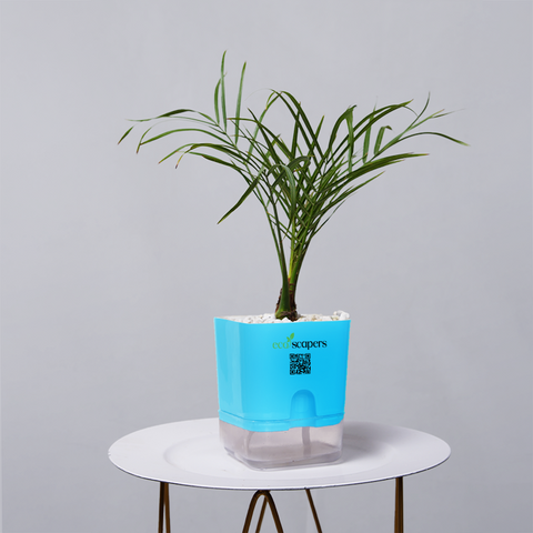 Areca  Golden Cane Palm