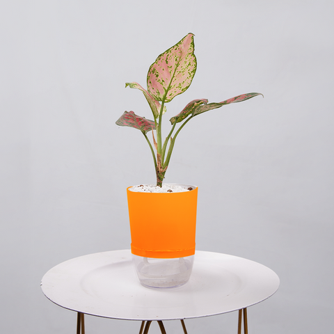 Aglaonema pink lipstick