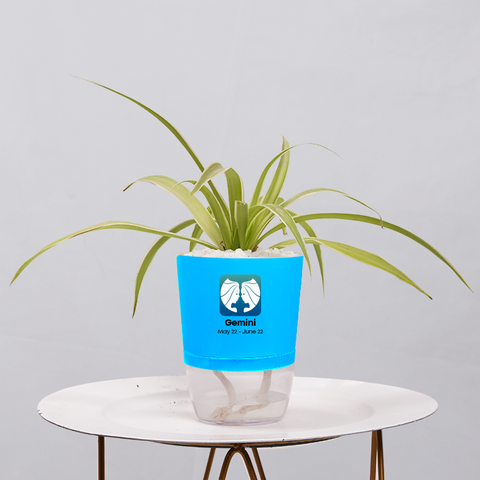 Spider Plant (Chlorophytum comosum)