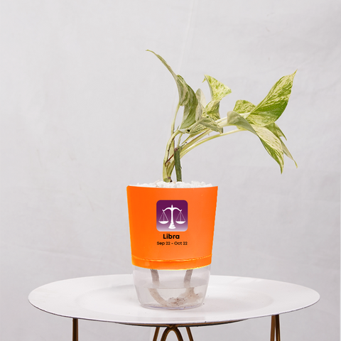 Money Plant Marble Queen