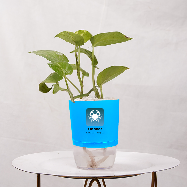 Money Plant Golden