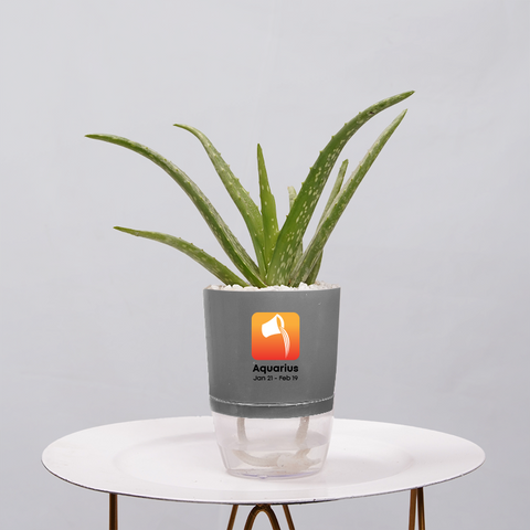 Aloe Vera