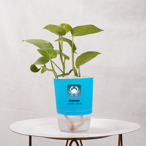 Money Plant Golden