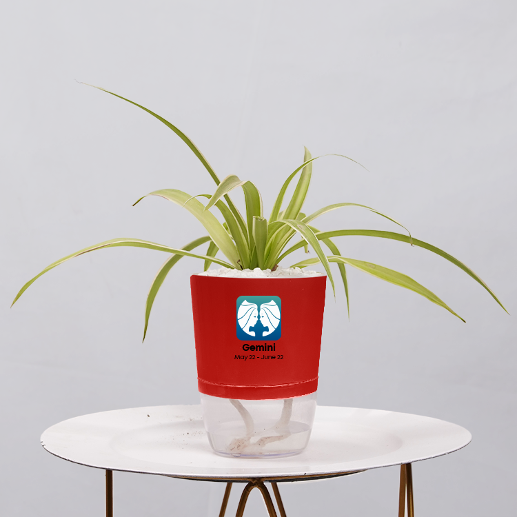 Spider Plant (Chlorophytum comosum)