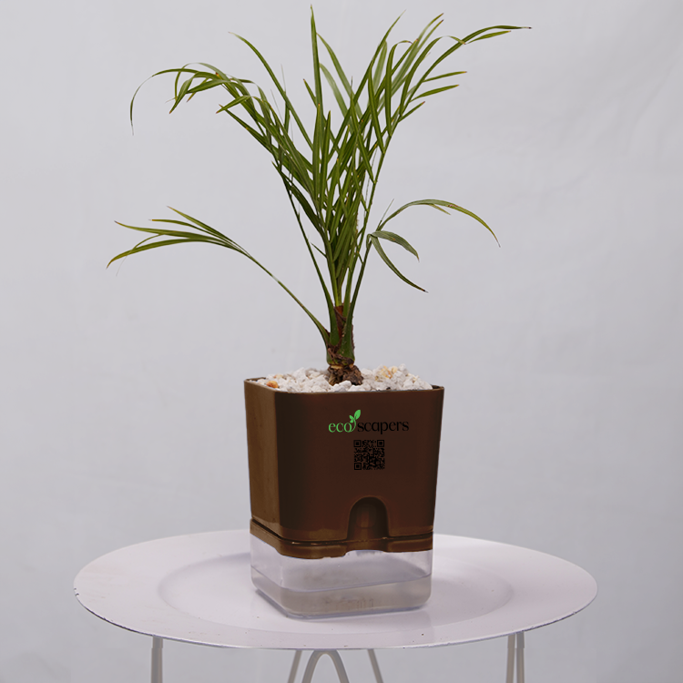 Phoenix Palm