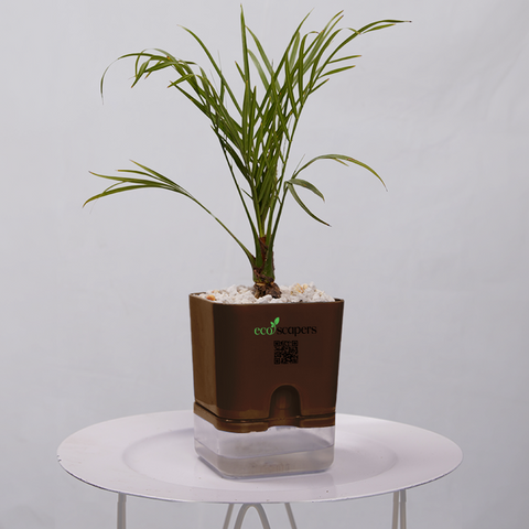 Phoenix Palm