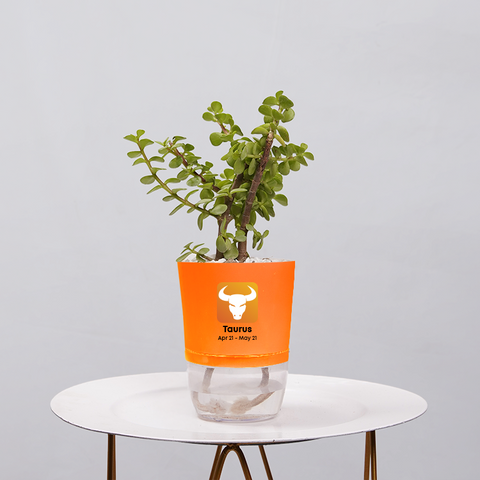 Jade Plant (Crassula ovata)