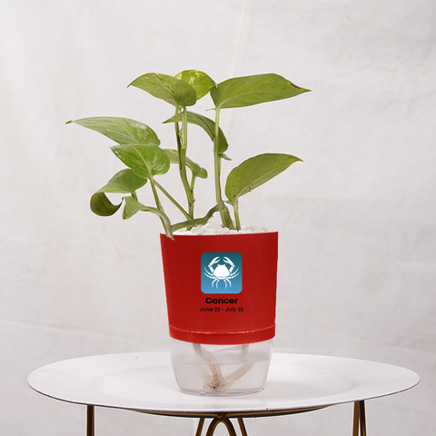 Money Plant Golden