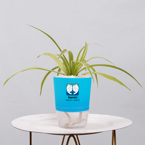 Spider Plant (Chlorophytum comosum)