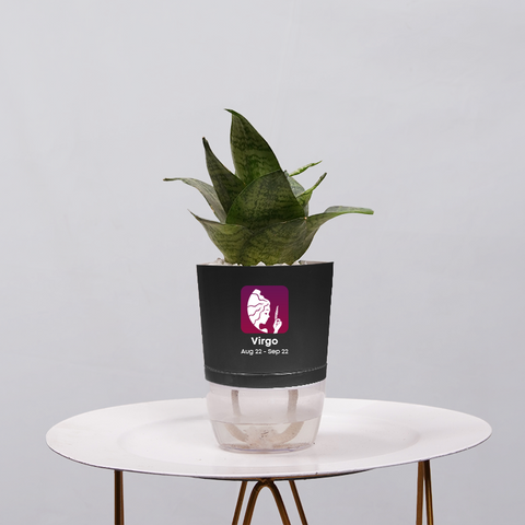 Snake Plant Bird’s Nest (Sansevieria Hahnii)