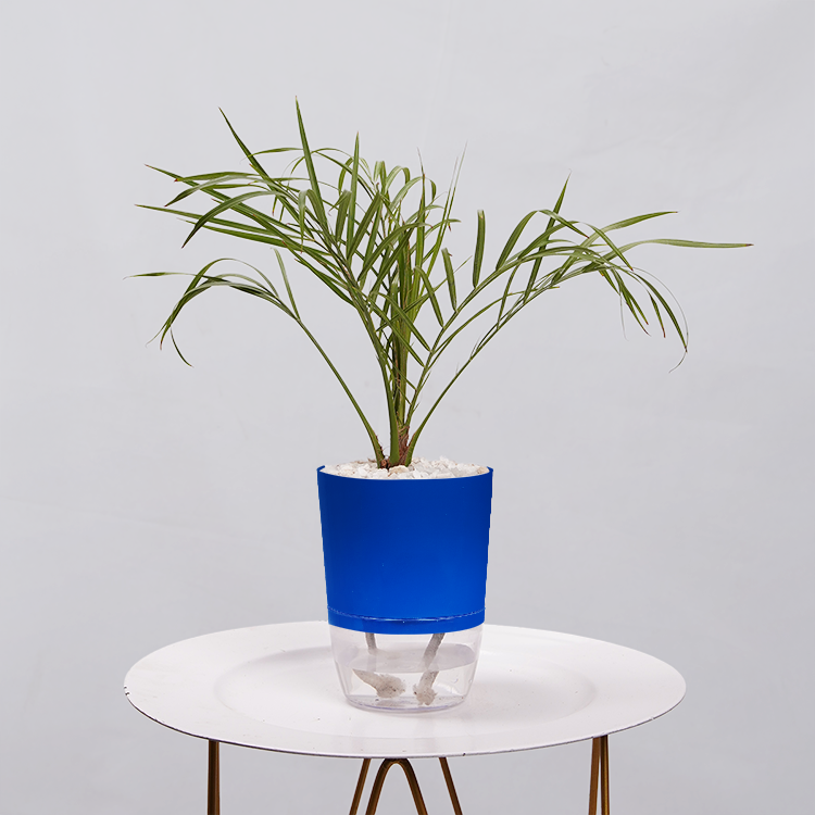 Areca  Golden Cane Palm
