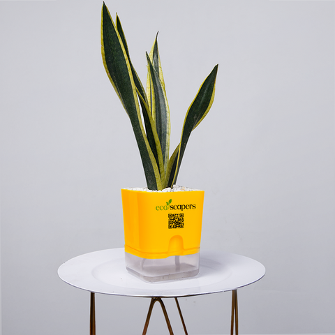 Snake Plant Dwarf Thai