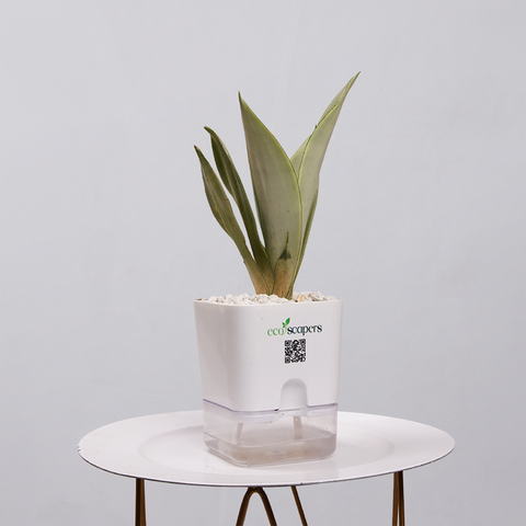 Sansevieria Moonlight