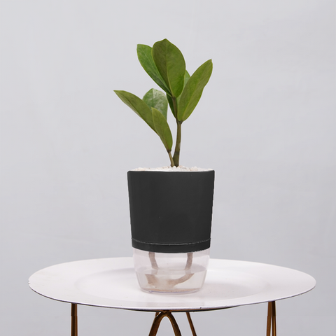 ZZ Plant (Zamioculcas zamiifolia)