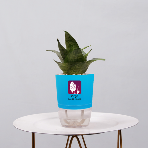 Snake Plant Bird’s Nest (Sansevieria Hahnii)