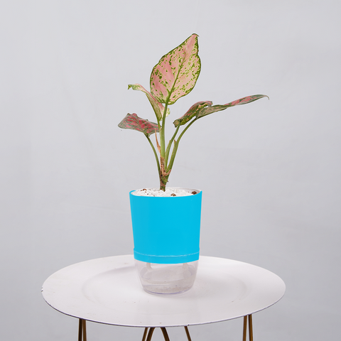 Aglaonema pink lipstick