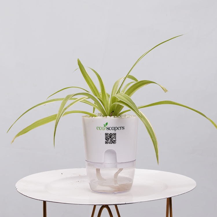 Spider Plant (Chlorophytum comosum)