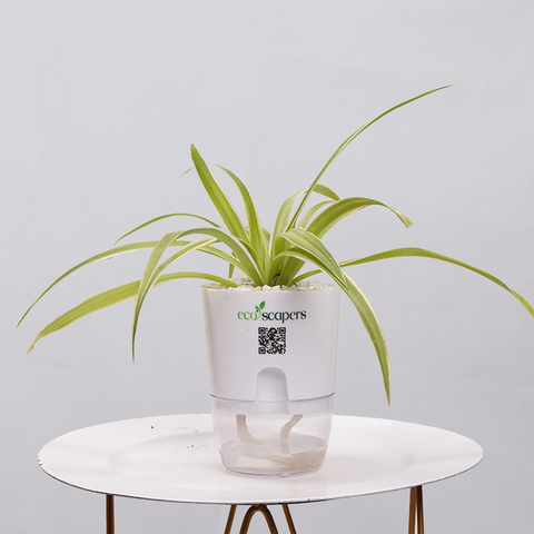 Spider Plant (Chlorophytum comosum)