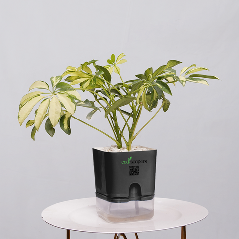 Shefflera (Umbrella Plant)