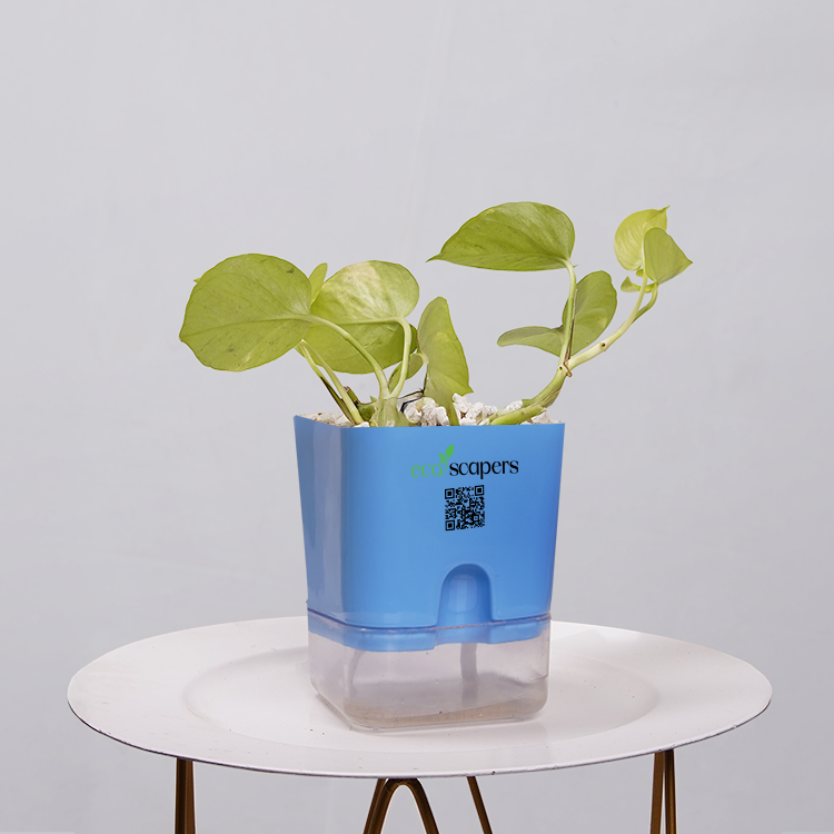 Money Plant Neon