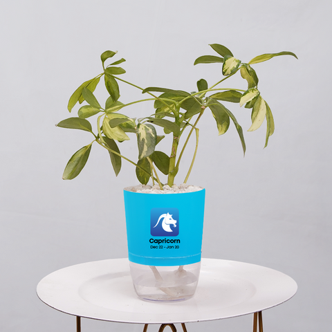 Shefflera (Umbrella Plant)