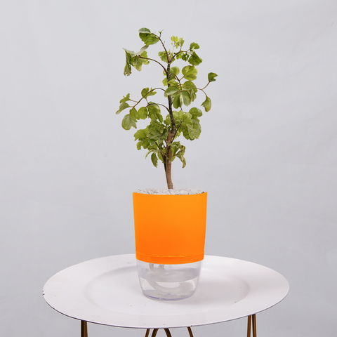 Ficus Bonsai