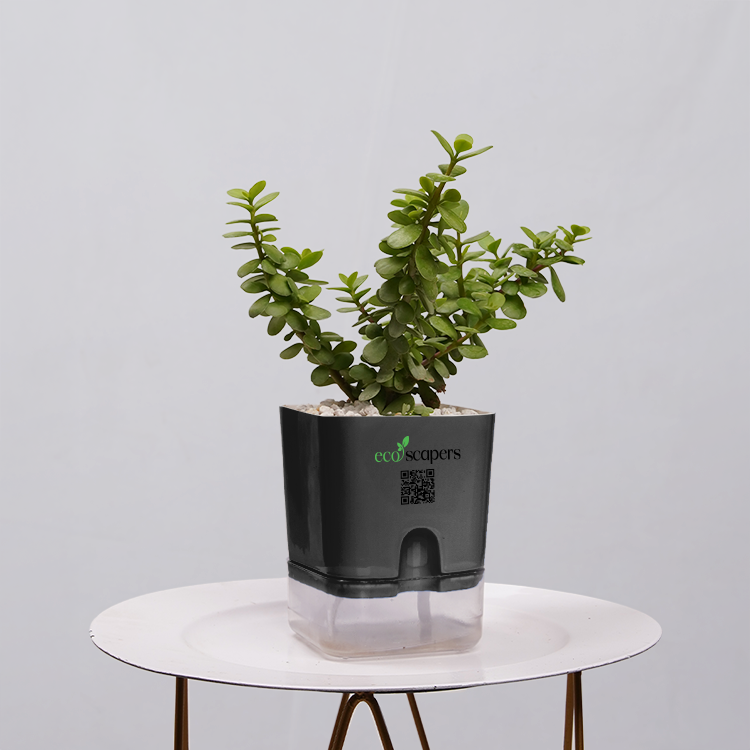 Jade Plant (Crassula ovata)