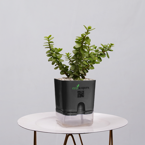 Jade Plant (Crassula ovata)