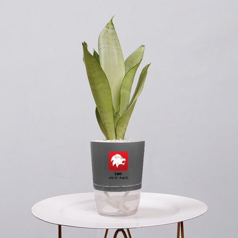 Sansevieria Moonlight