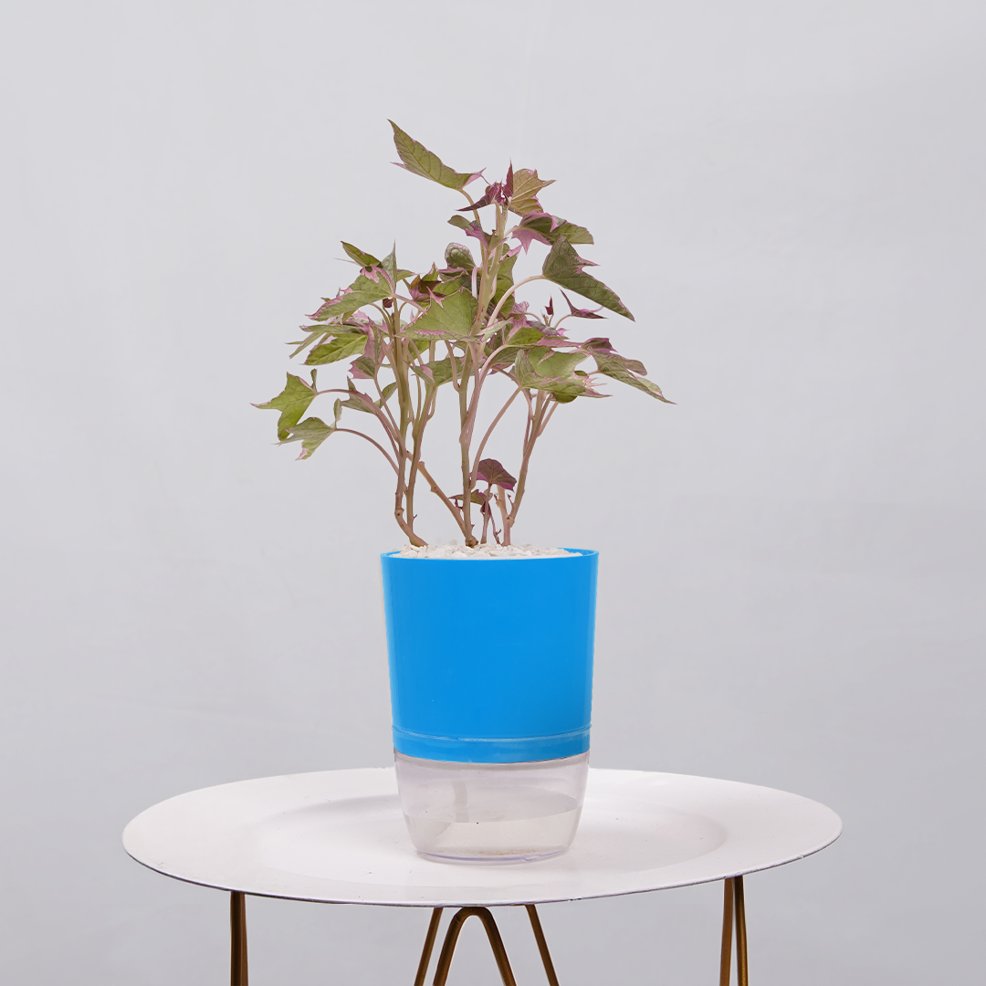 Sweet Potato Vine