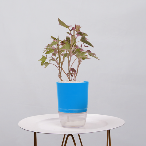 Sweet Potato Vine