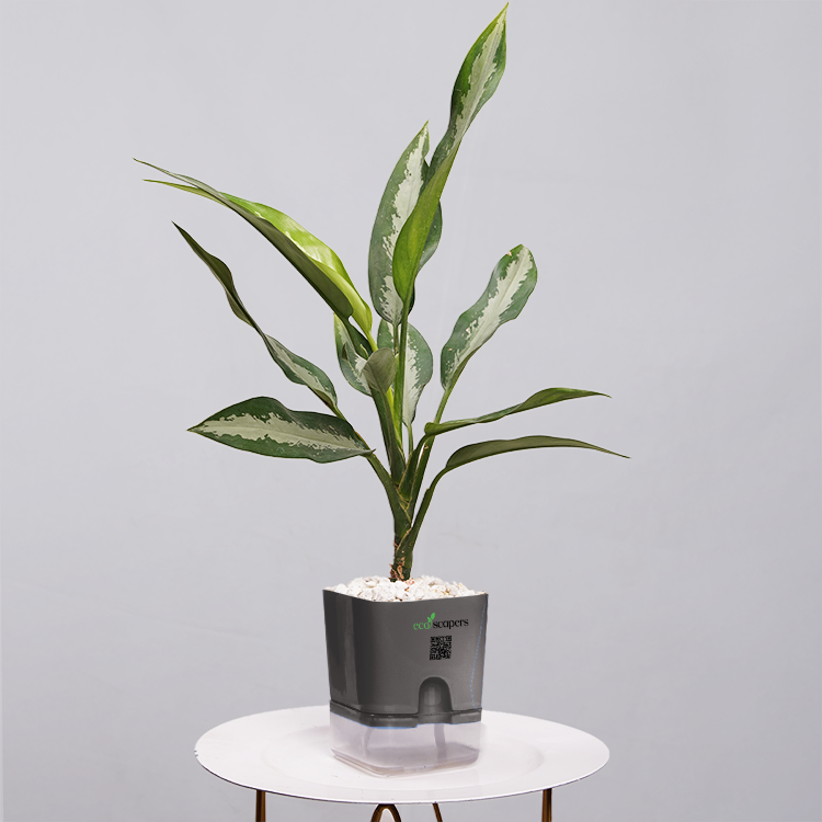 Aglaonema Chinese Evergreen