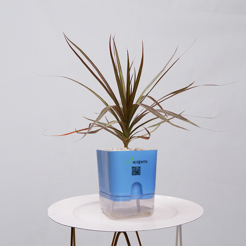 Dracaena Marginata (Dragon Tree)