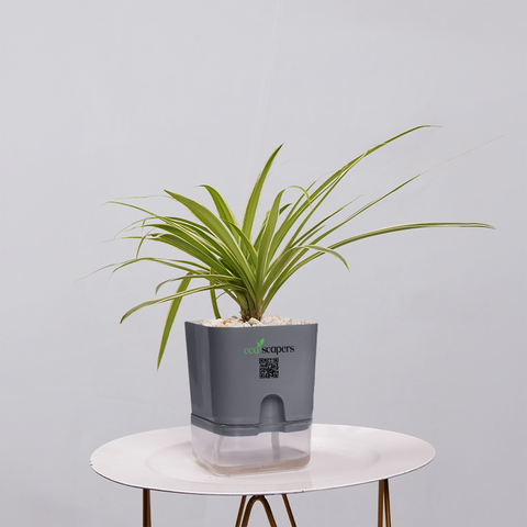 Spider Plant (Chlorophytum comosum)