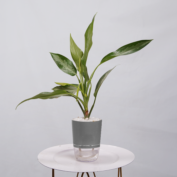Aglaonema Chinese Evergreen