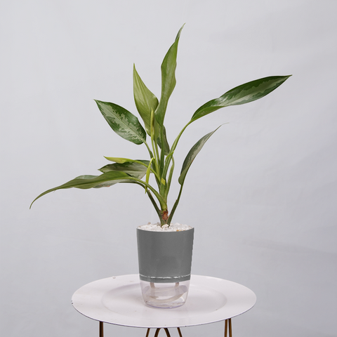 Aglaonema Chinese Evergreen