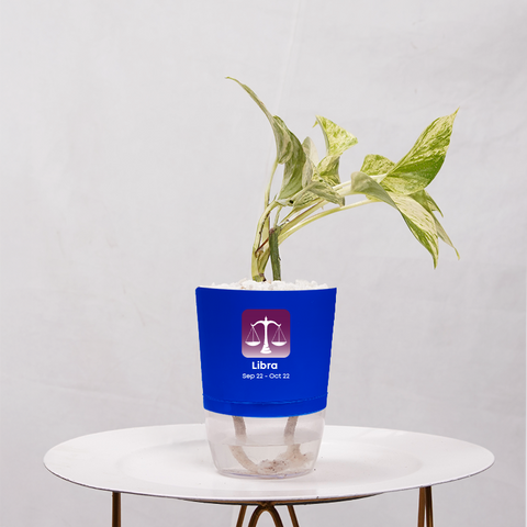 Money Plant Marble Queen