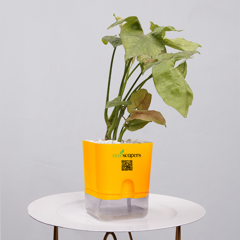 Syngonium Pink (Arrowhead Vine)