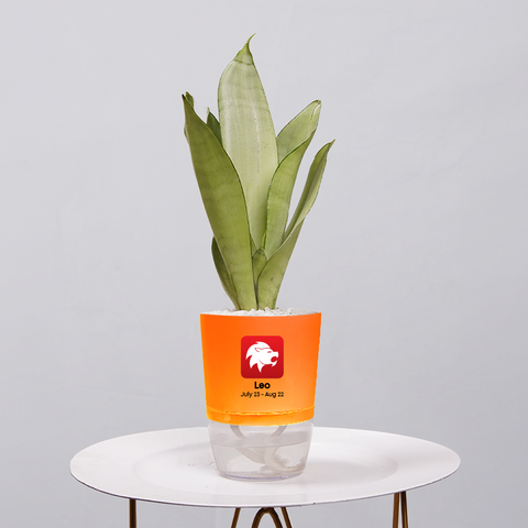 Sansevieria Moonlight