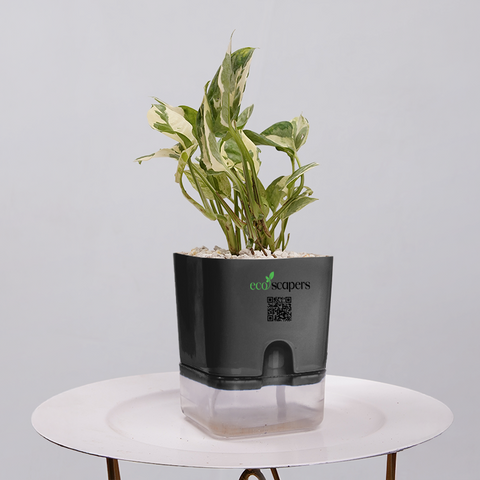 Money Plant Marble Queen