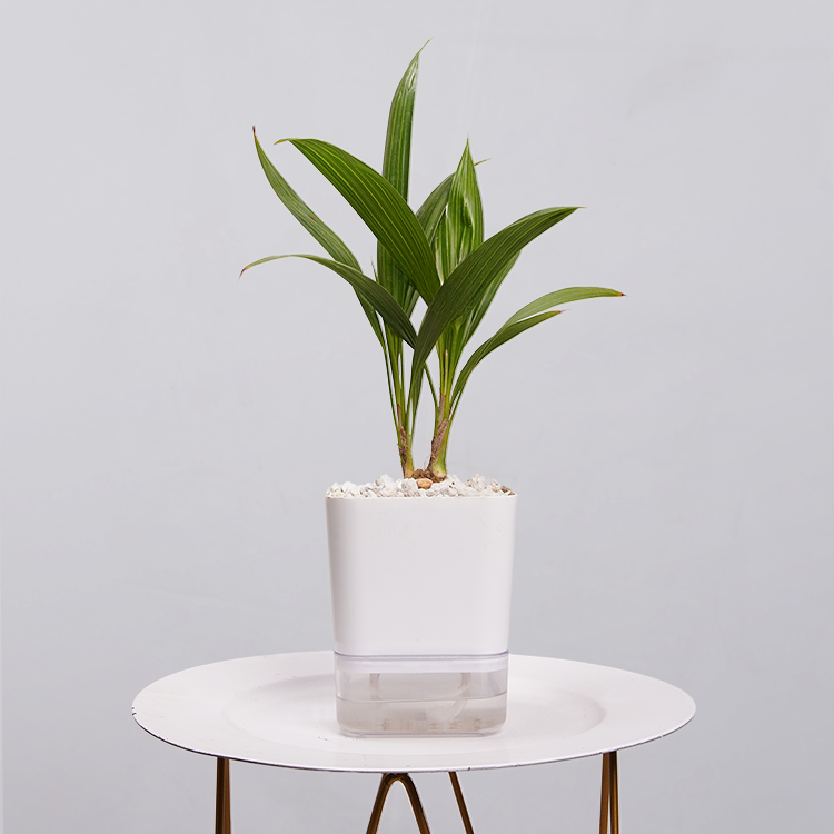 Coconut Palm Seedling