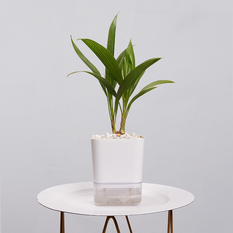 Coconut Palm Seedling